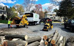 Best Tree Disease Treatment  in Roslyn Heights, NY