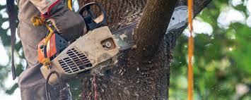 Best Soil Testing and Treatment  in Roslyn Heights, NY