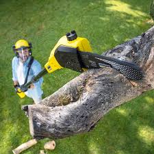 How Our Tree Care Process Works  in  Roslyn Heights, NY