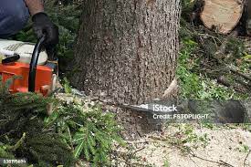 Best Tree Cabling and Bracing  in Roslyn Heights, NY