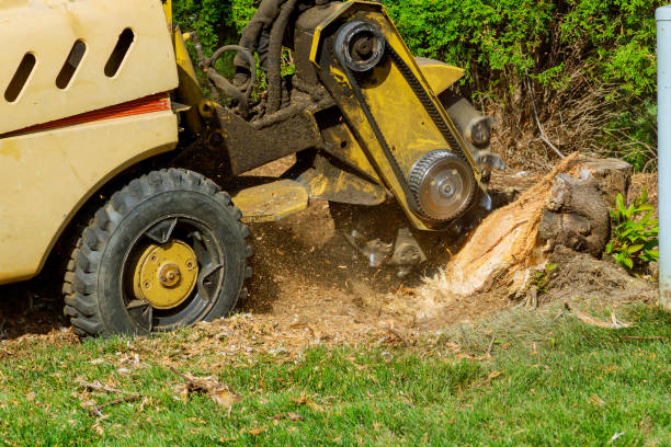 Best Tree Risk Assessment  in Roslyn Heights, NY