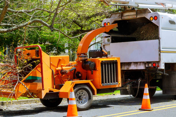 Best Fruit Tree Pruning  in Roslyn Heights, NY