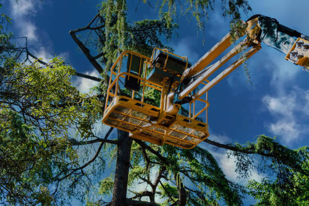 Best Seasonal Cleanup (Spring/Fall)  in Roslyn Heights, NY