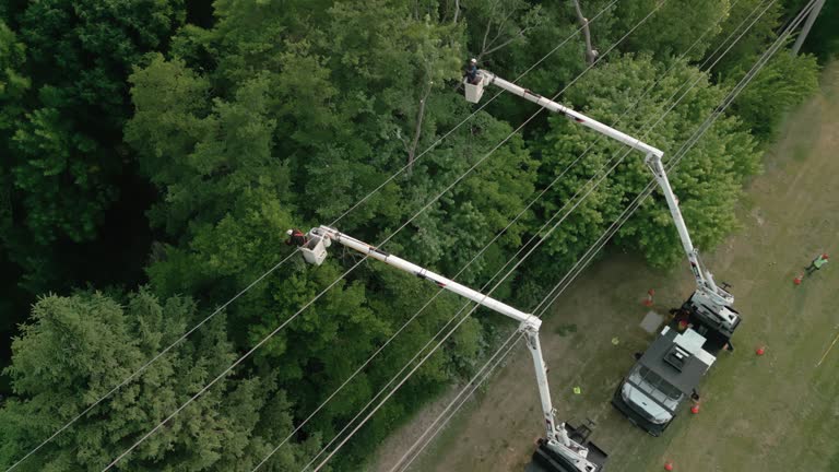 Best Tree Trimming and Pruning  in Roslyn Heights, NY