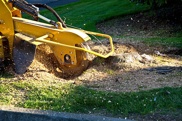 Best Tree and Shrub Care  in Roslyn Heights, NY