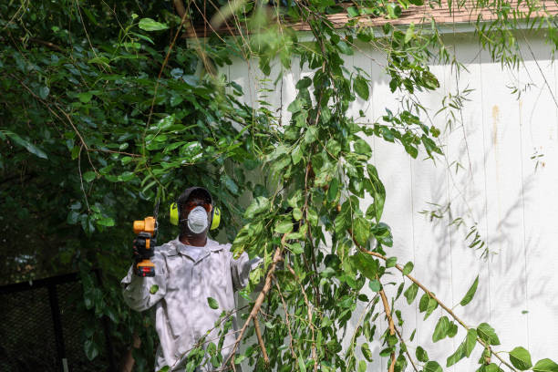 Professional Tree Services in Roslyn Heights, NY
