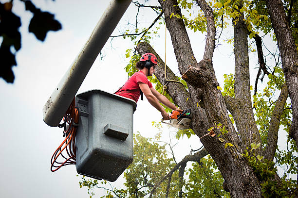 Best Leaf Removal  in Roslyn Heights, NY